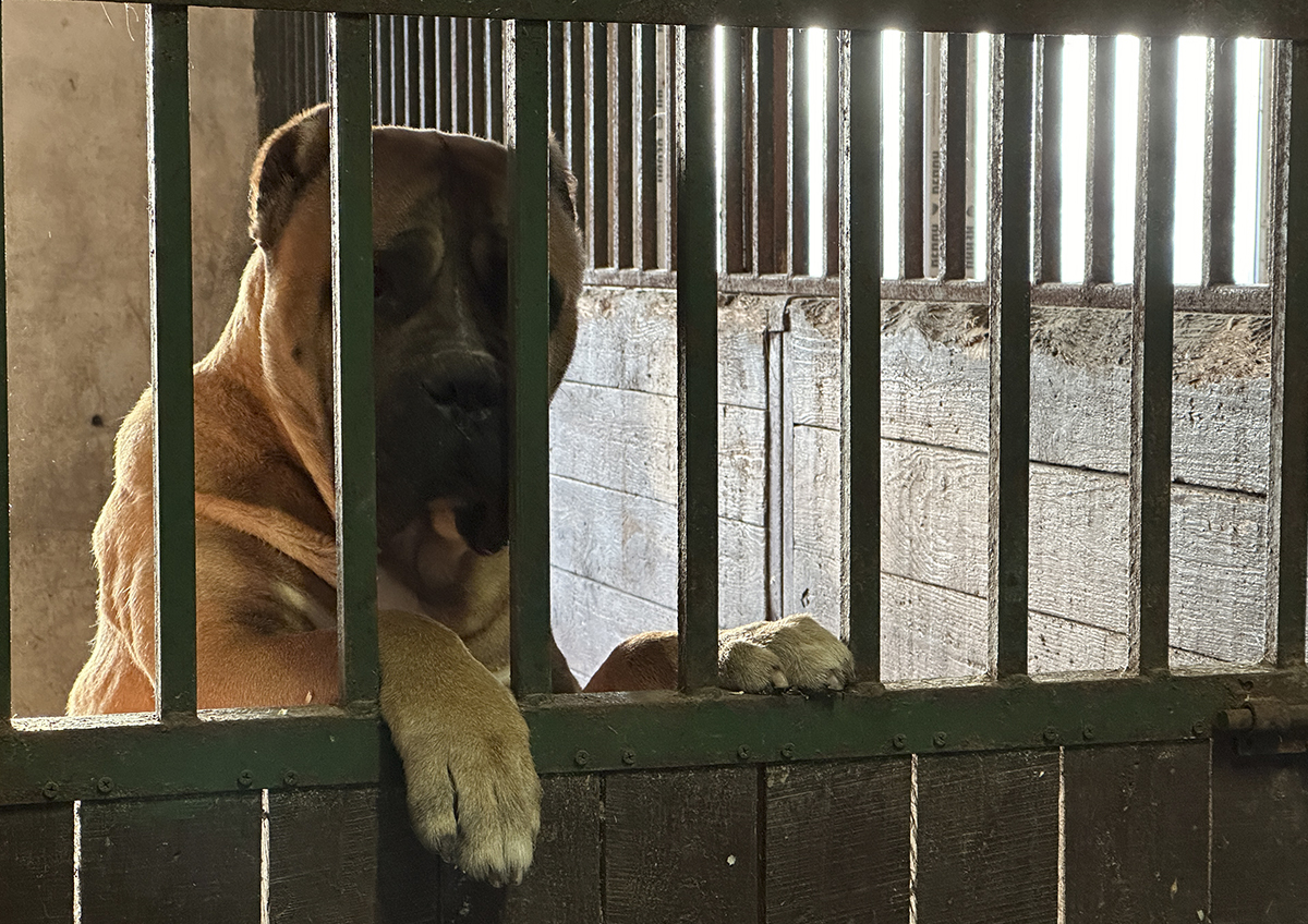 100 тыс. рублей присудили в Курске в пользу пострадавшей от укуса собаки на выставке животных