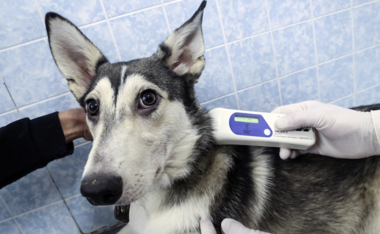 С 2021 года в России может стартовать обязательное чипирование домашних животных