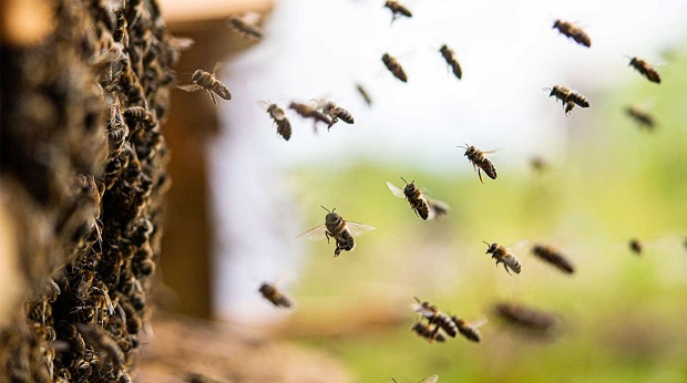 В Тульской области «случайно» истребили всех пчел. И не только там