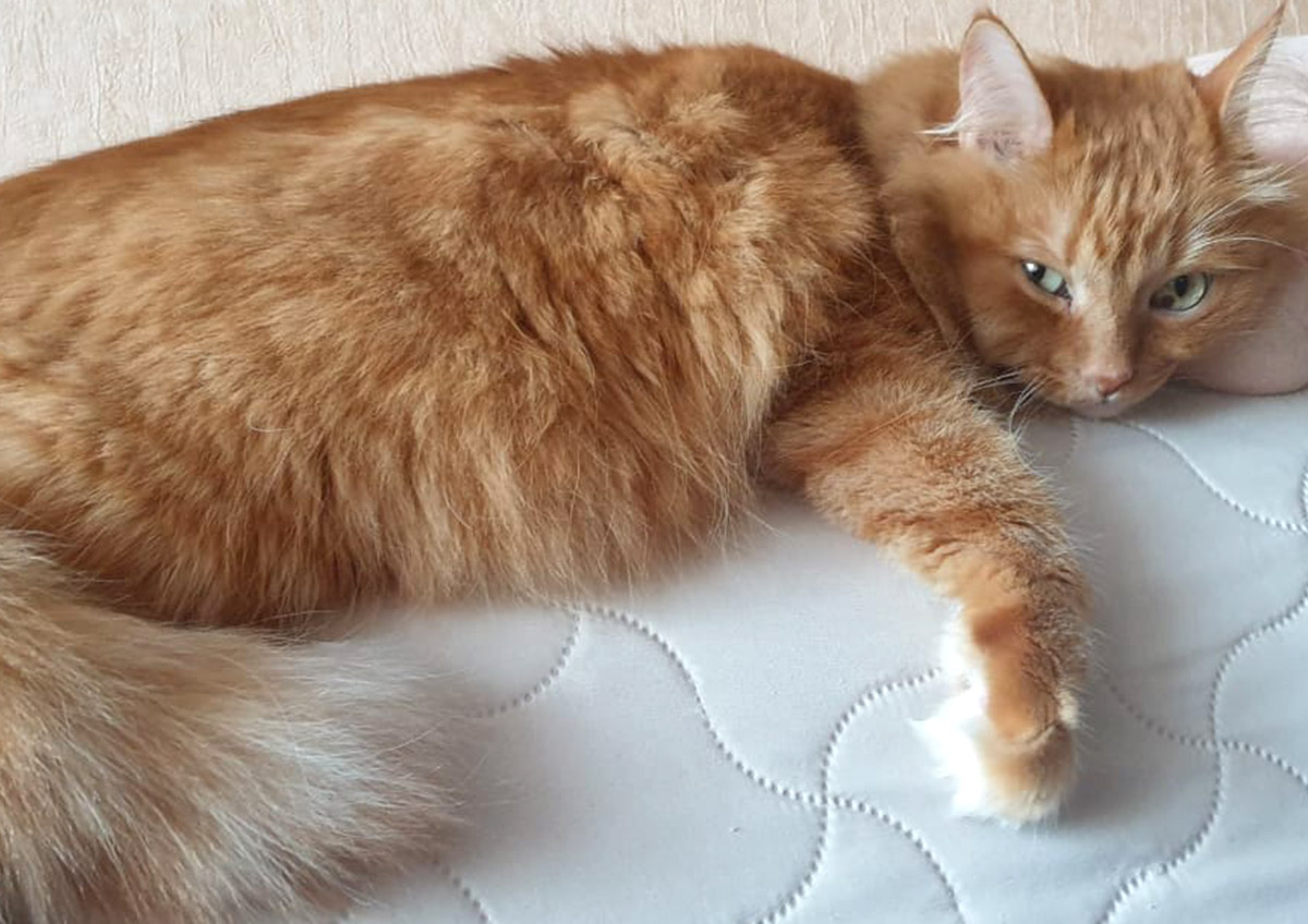 В России ужесточат контроль за разведением породистых кошек и собак