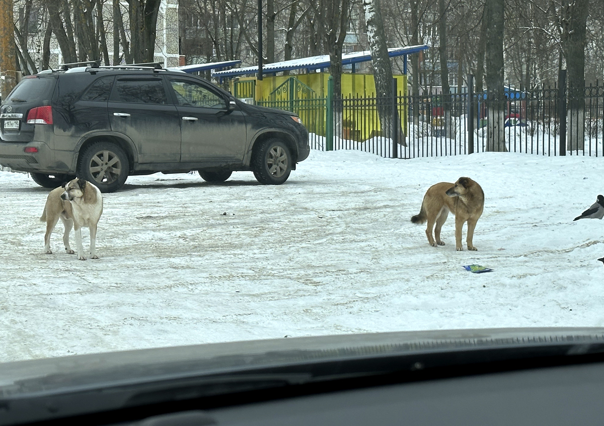 Регионы будут определять, сколько времени содержать в приютах бездомных животных