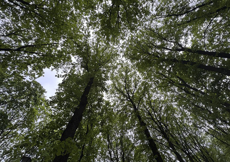 В России создадут «цифровой двойник» всех лесов