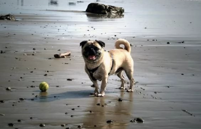 На пляж не пустят с собакой