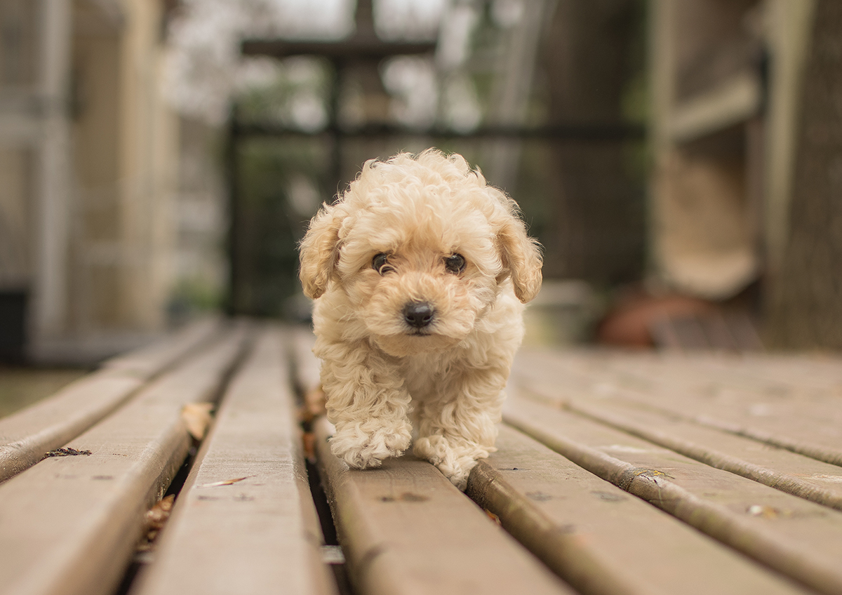 Хозяева собак мелких пород должны с питомцами обходить крупных на расстоянии