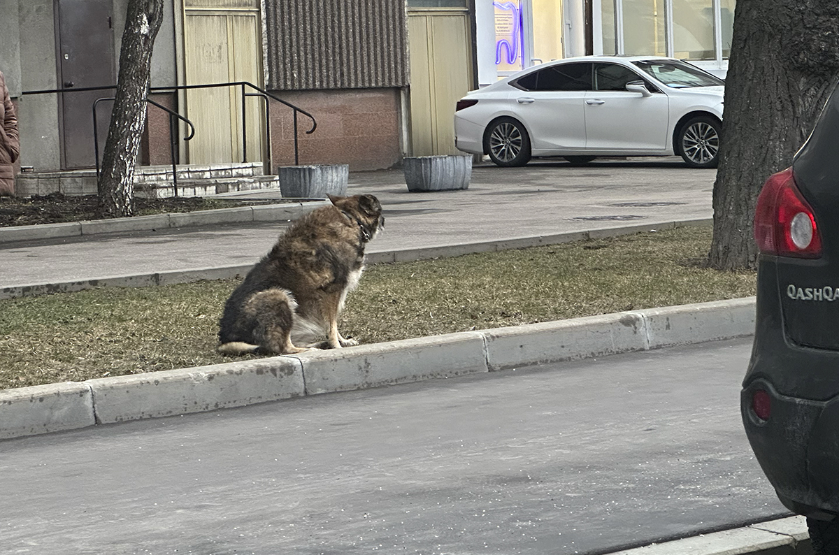 В Волгограде суд запретил содержать 29 бездомных собак на садовом участке
