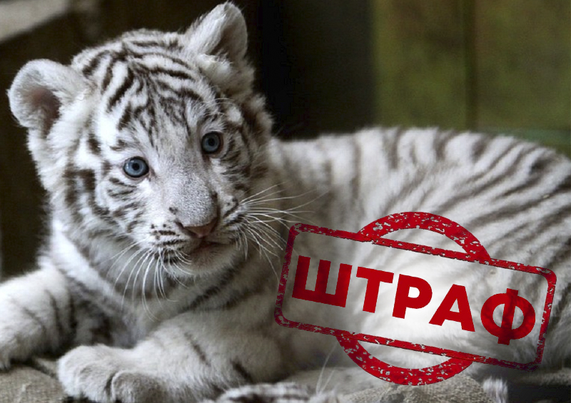 В Санкт-Петербурге оштрафовали мужчину, выгуливающего белого тигренка по городу