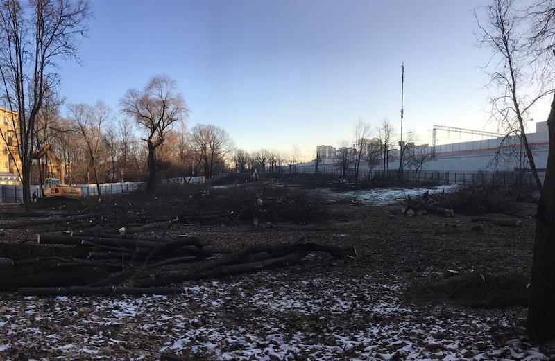 Вырубленный 300-летний дуб в парке на Ивана Франко включили в программу сохранения старовозрастных деревьев России 