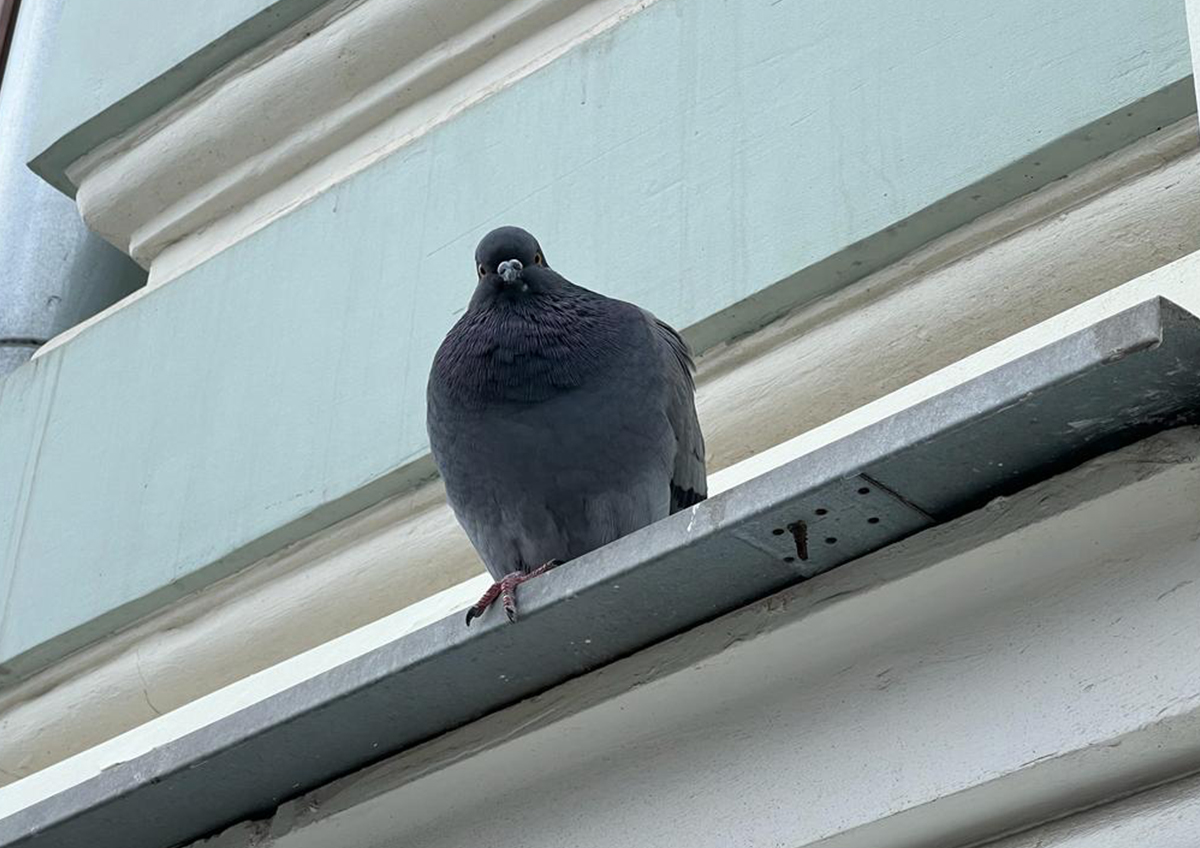 Что грозит, если наехать на автомобиле на голубя