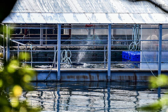 Узников «китовой тюрьмы» готовят к жизни в океанариумах