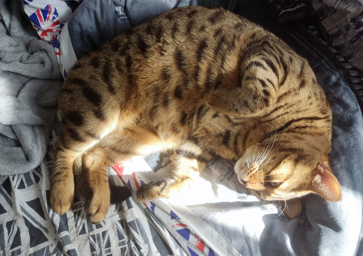 Хозяйку кошек по суду обязали сделать ремонт своей квартиры