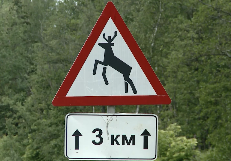 В Вологодской области с водителя взыскали штраф за сбитого на автодороге лося