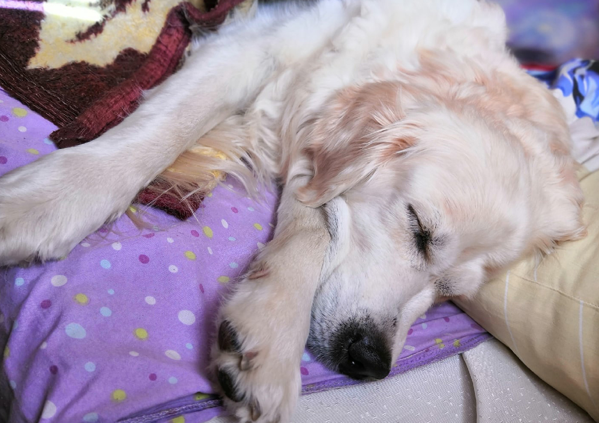 В Зеленограде жильцу многоквартирного дома запретили содержать в квартире собак для передержки