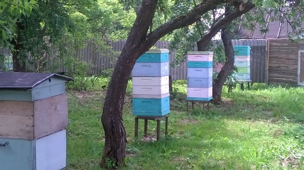 Пчелы нарушили права аллергика