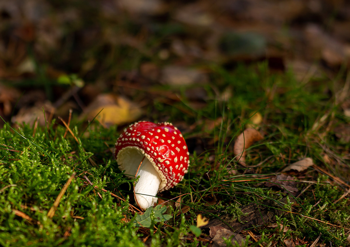 Можно ли продавать в России сушеные мухоморы?