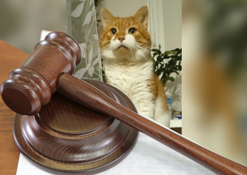 В Северодвинске суд вынес приговор семейной паре, снявшей пытки кота на видео