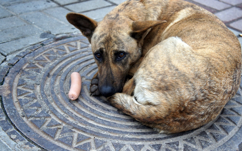 Гуманность к животным vs человеческая жизнь: в Перми собаки чуть не загрызли до смерти 7-летнего мальчика