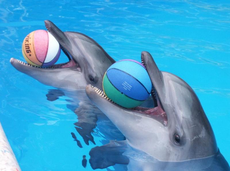 Дельфинарии могут запретить в России из-за негуманных условий содержания